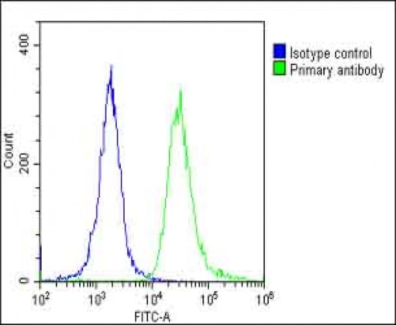 TOMM40 / TOM40 Antibody (N-Terminus)