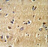 SCFD1 / SLY1 Antibody (aa543-572)