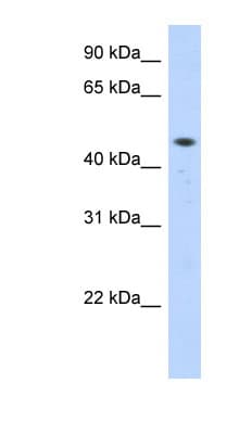 ZNF213 Antibody (C-Terminus)