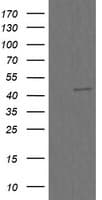 CHGA / Chromogranin A Antibody (clone OTI2D6)
