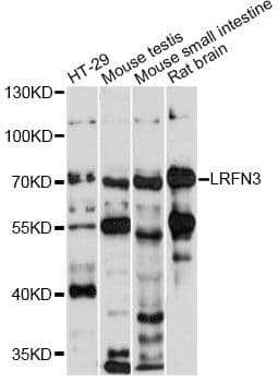 LRFN3 Antibody