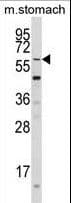 KLF4 Antibody (aa69-101)