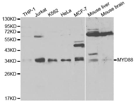 MYD88 Antibody