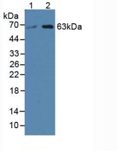 SPTLC3 / C20orf38 Antibody (aa80-563, Biotin)