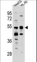 TEKT5 Antibody (aa215-244)