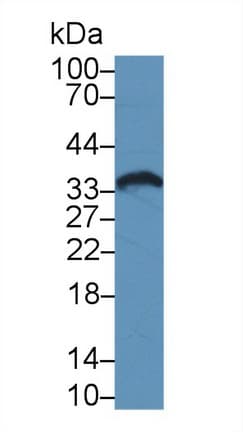TOR2A Antibody (aa34-293)