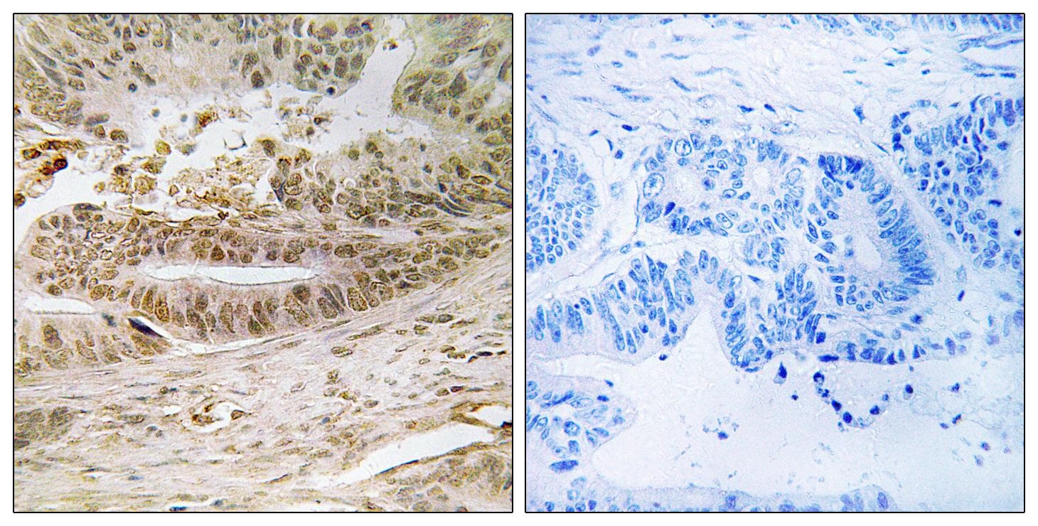 EPN3 Antibody