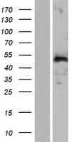WIPF3 Protein (Over-Expression Lysate Myc-DDK (Flag))
