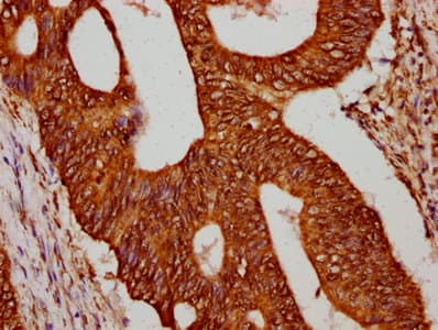 HIST1H4I Antibody