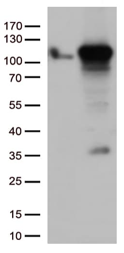 GTF3C4 Antibody (aa583-822, clone OTI3D4)