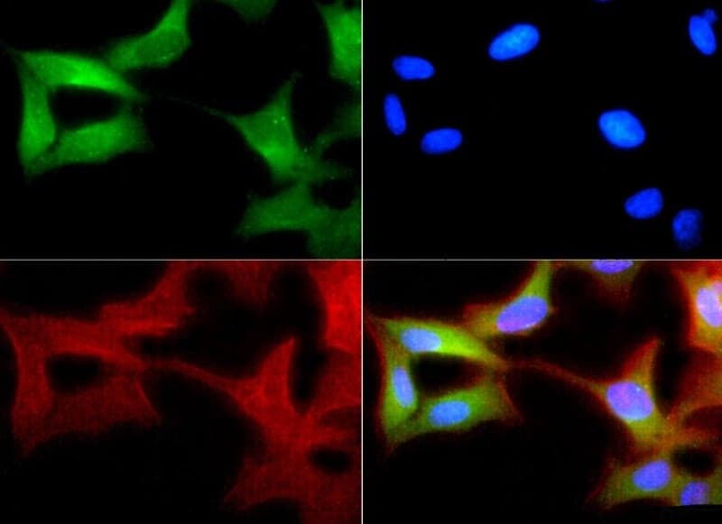 XBP1 Antibody