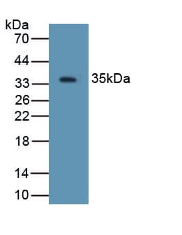 DEFB4A / BD-2 Antibody (aa23-63, FITC)