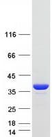 Human DNAJB13 Protein (Recombinant Myc-DDK (Flag))