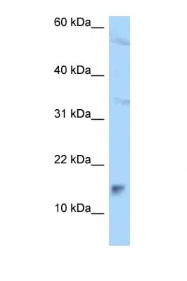MAGOHB / Mago Antibody (aa78-127)