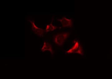 Polyclonal Rabbit anti-Human MRPS9 Antibody (IF, WB)