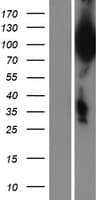 UBQLN3 Protein (Over-Expression Lysate Myc-DDK (Flag))