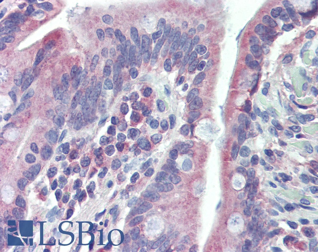 IHC-plus™ Polyclonal Rabbit anti-Human TGFB3 / TGF Beta3 Antibody (C-Terminus, IHC, WB)