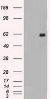 Monoclonal Mouse anti-Human NRBP1 / NRBP Antibody (clone OTI7C5, IHC, WB)