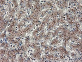 DPH2 Antibody (clone OTI4E7)