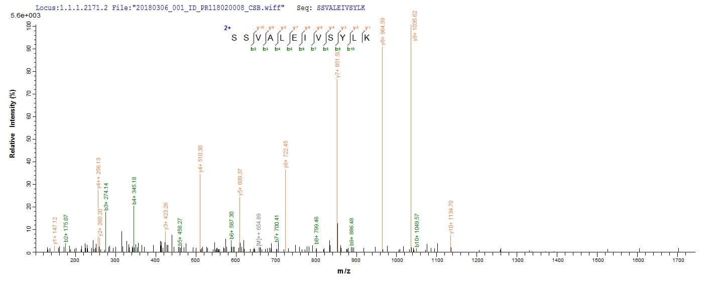 Neisseria meningitidis nadA Protein (Recombinant 6His, N-terminus)