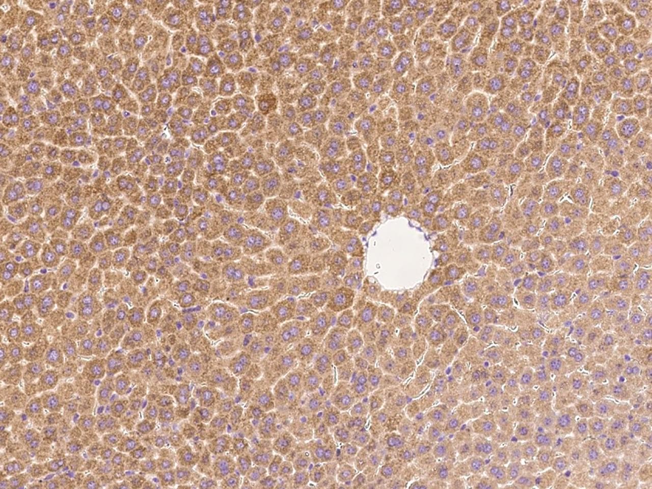 Polyclonal Rabbit anti-Mouse HSPA5 / GRP78 / BiP Antibody (IHC, WB)
