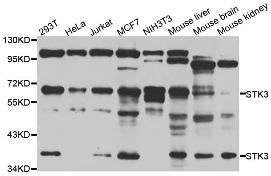 STK3 Antibody