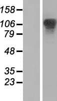 XRN2 Protein (Over-Expression Lysate Myc-DDK (Flag))