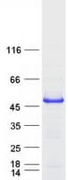 Human DTNBP1 / Dysbindin Protein (Recombinant Myc-DDK (Flag))