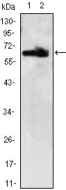 IHC-plus™ Monoclonal Mouse anti-Human ZBTB7B / HcKrox Antibody (clone 7C12, IHC, IF, WB)