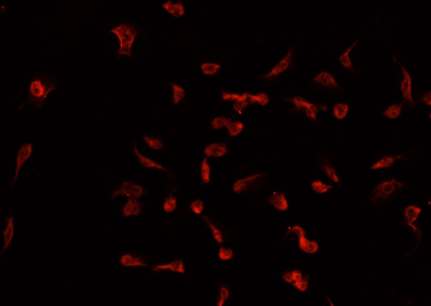 TNFAIP2 Antibody