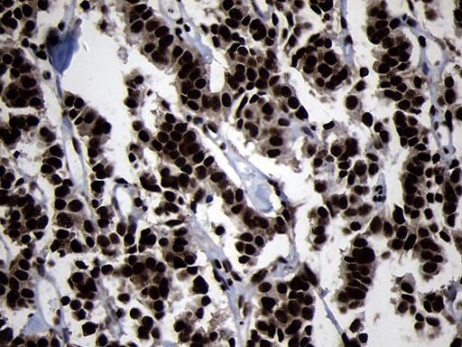 HOXC4 Antibody (clone OTI1F6, Carrier-free)