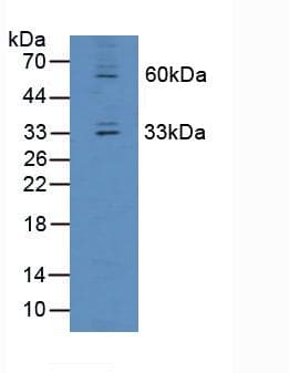 OIT3 Antibody (aa297-506)