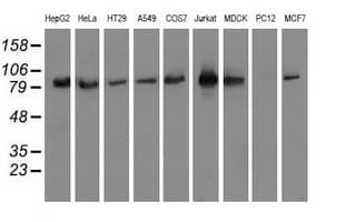 OSBPL11 Antibody (clone OTI6H9)
