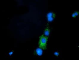 PRPSAP2 Antibody (clone OTI1E3, Carrier-free)