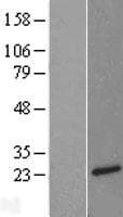 NTS / NT / Neurotensin Protein (Over-Expression Lysate Myc-DDK (Flag))