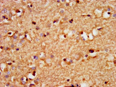 SOX3 Antibody