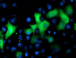 NEK9 Antibody (clone OTI7G7)