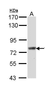 SCIN Antibody (aa281-585)