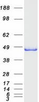 Human ELAC1 Protein (Recombinant Myc-DDK (Flag))