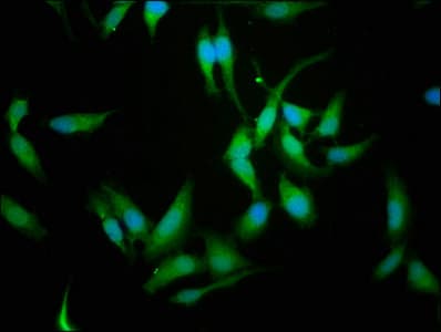 CREM / ICER Antibody