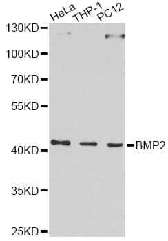 BMP2 Antibody