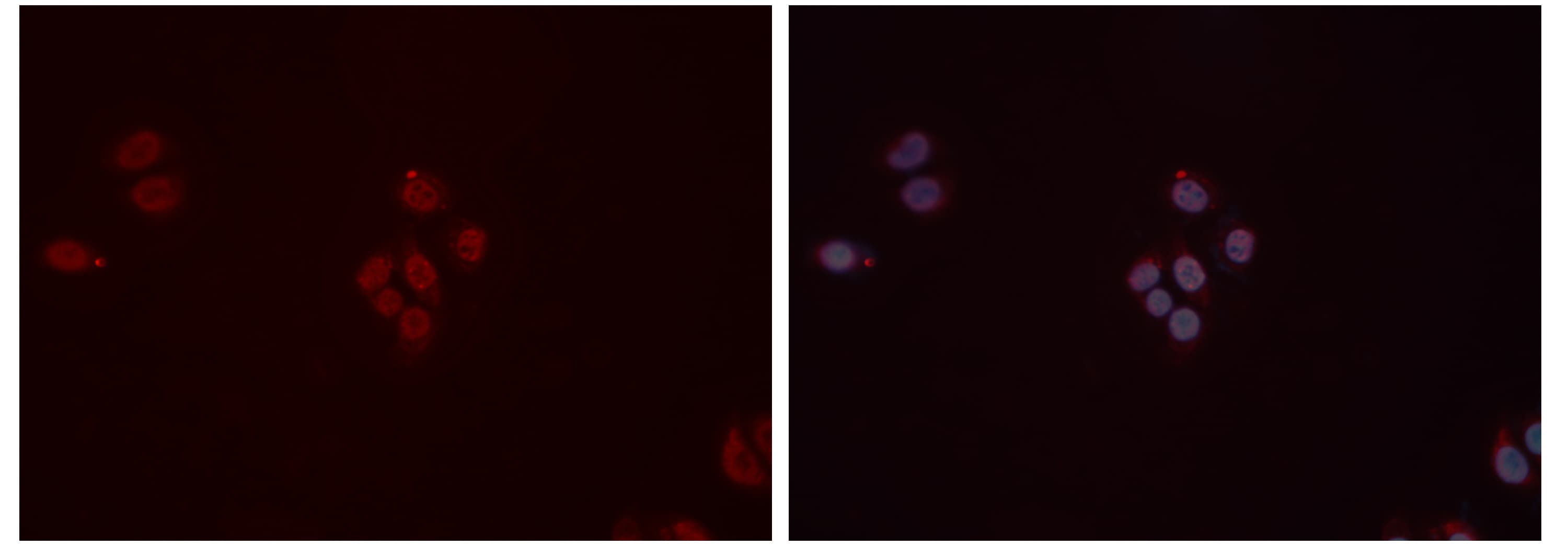 DDB1 Antibody