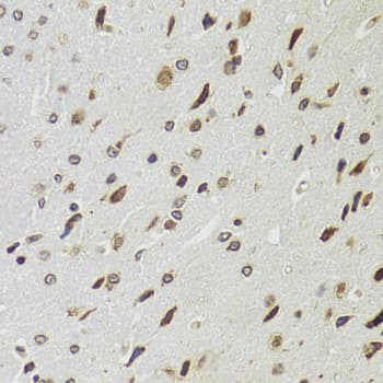 EDF1 / MBF1 Antibody