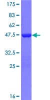 Human TNFAIP8L2 Protein (Recombinant GST)