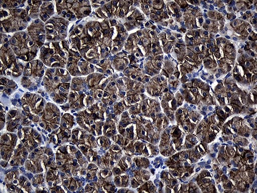 AQP8 / Aquaporin 8 Antibody (clone OTI6C9, Carrier-free)