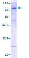 Human NARS Protein (Recombinant GST)