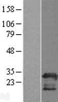 PGRMC2 Protein (Over-Expression Lysate Myc-DDK (Flag))