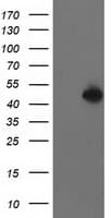 PBX1 Antibody (clone OTI4D1, Carrier-free)