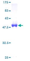 Human UBTD2 Protein (Recombinant GST)