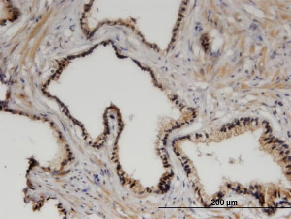 ZHX3 Antibody (clone 1D9)